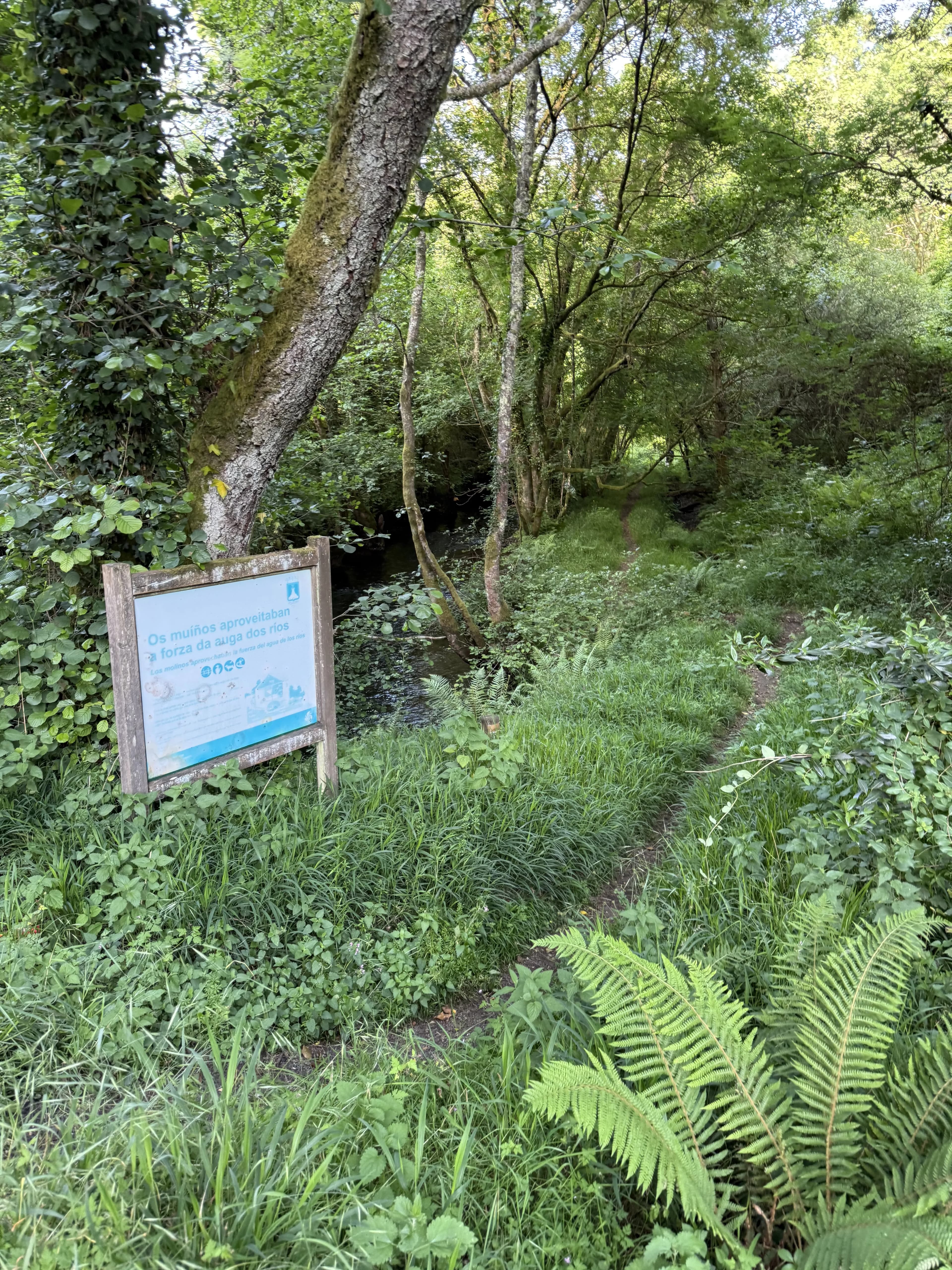 Sendero del río Mendo con cartel interpretativo cerca de Oza dos Ríos